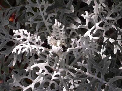 White nature summer