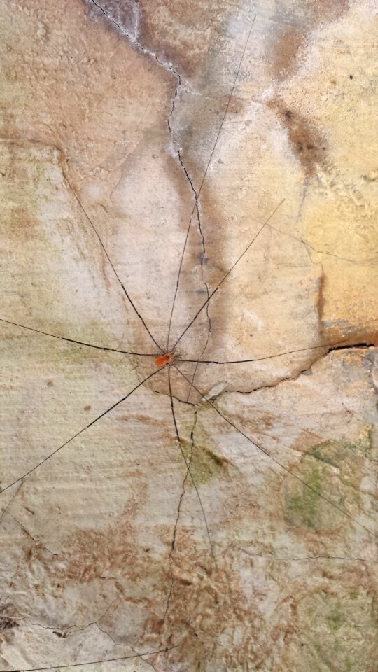 Animal legs nature
