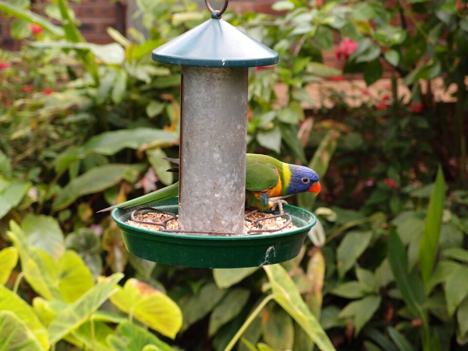 Animal wildlife zoo