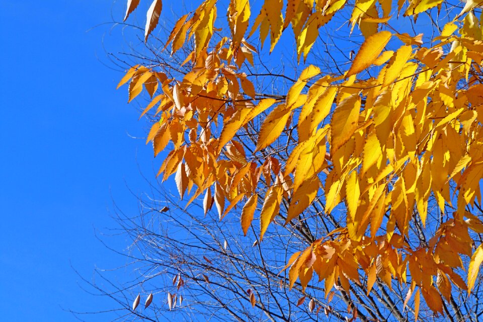 Fall light bright colors