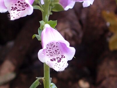 Lilac nature plant photo