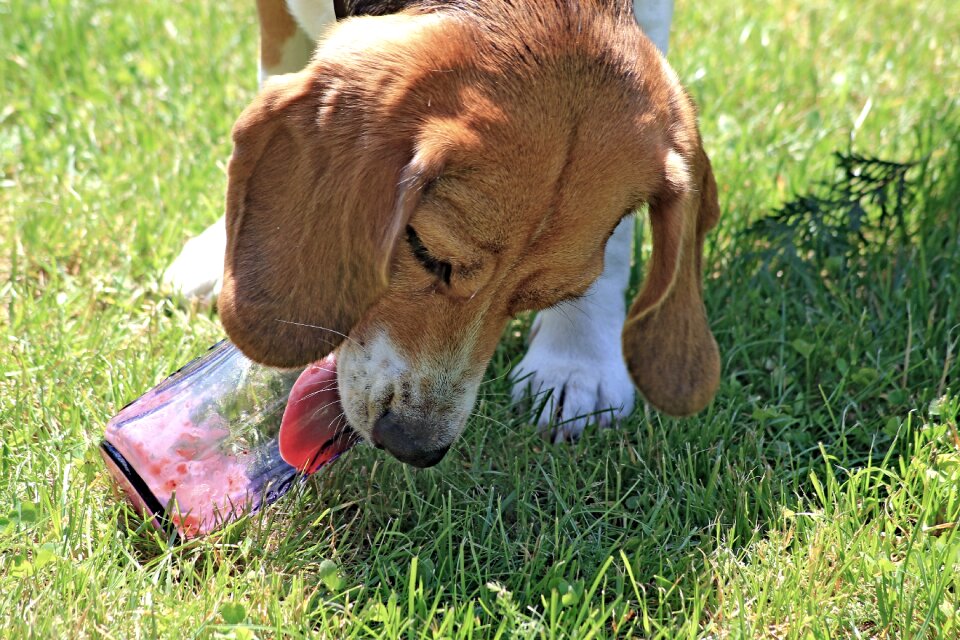 Dog grass licking