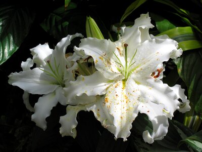 White floral photo