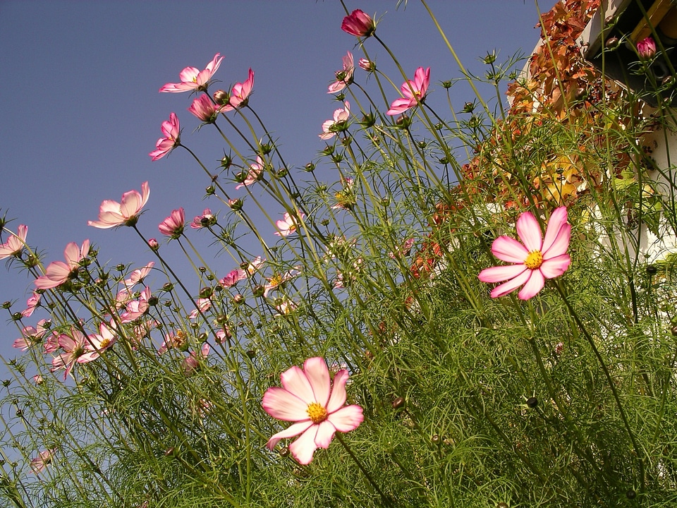 Bloom blossom colorful
