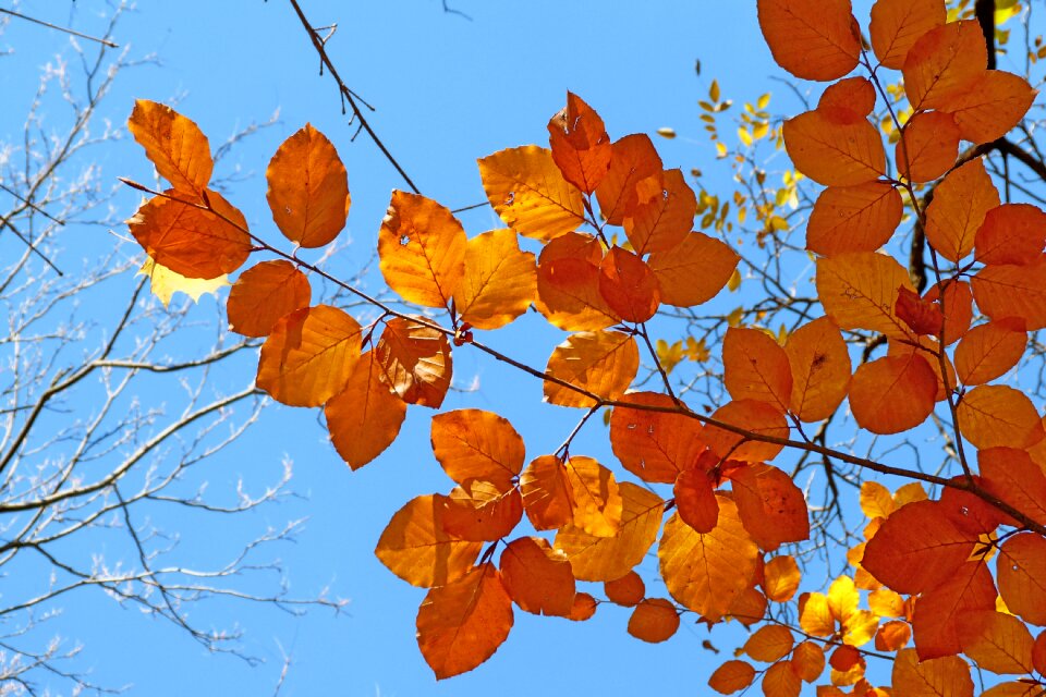 Leaves light contrast