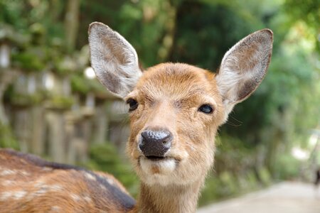 Deer nara face of deer
