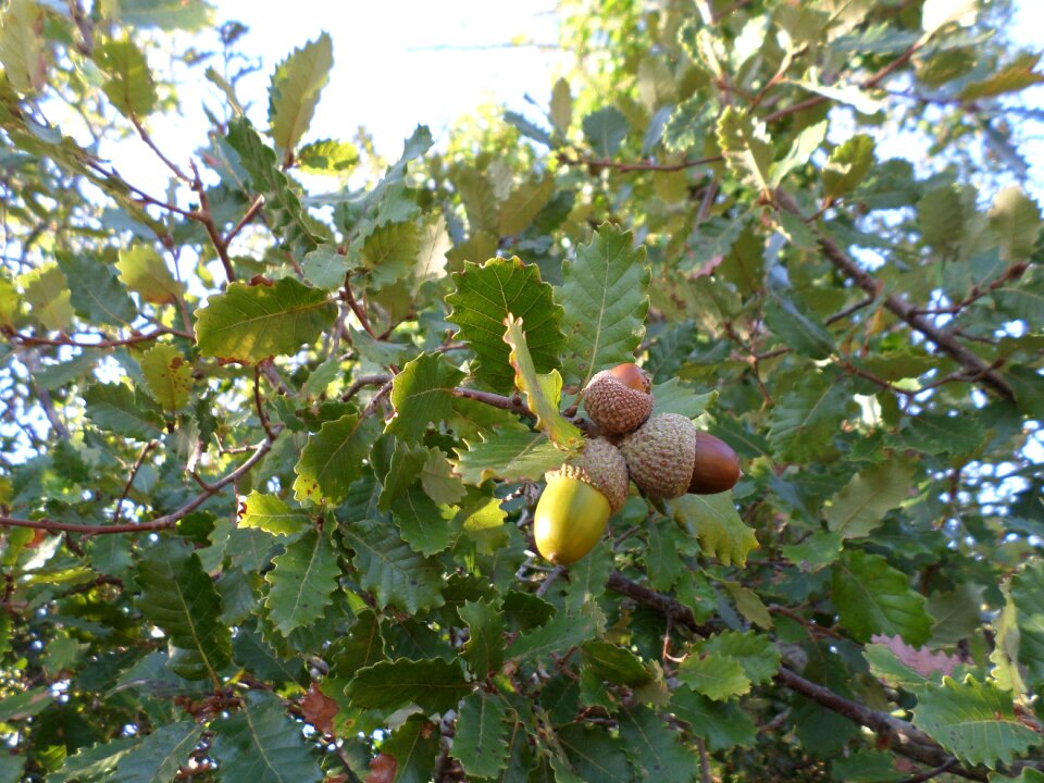 Acorns tree field