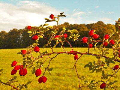 Rose hips autumn meadow photo
