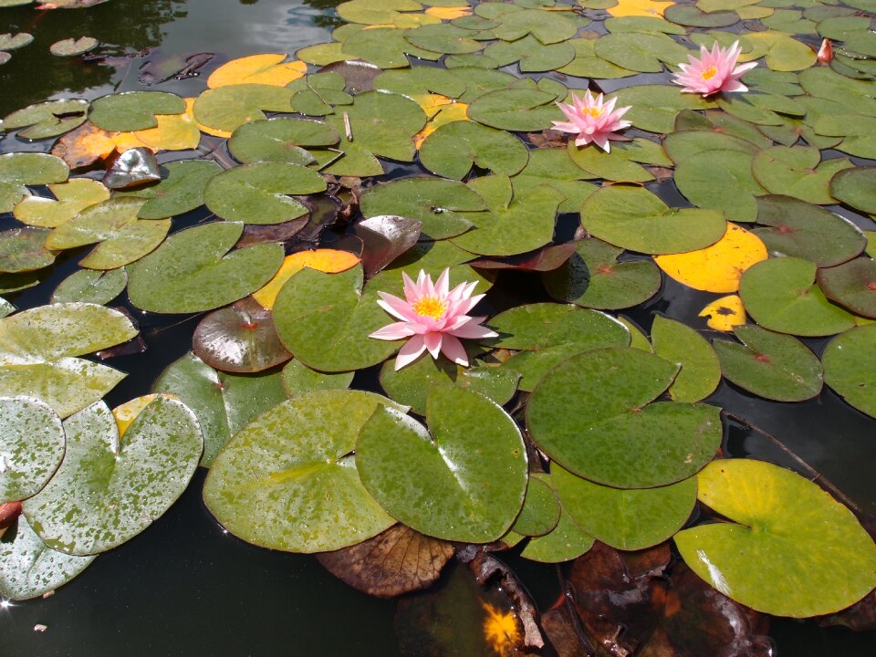 Water nature plant