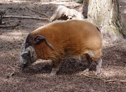 Animal nature mammal