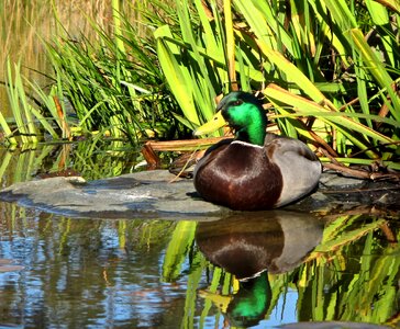 Bird wildlife water