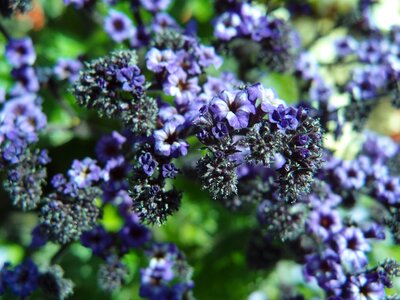 Nature plant floral