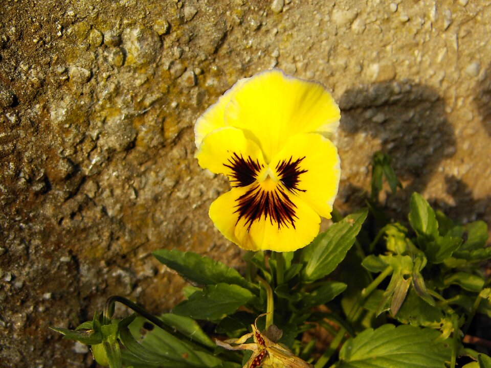 Bloom yellow summer