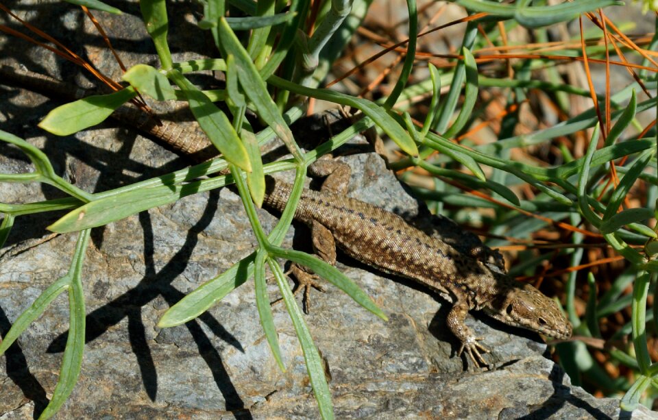 Stone animal wild