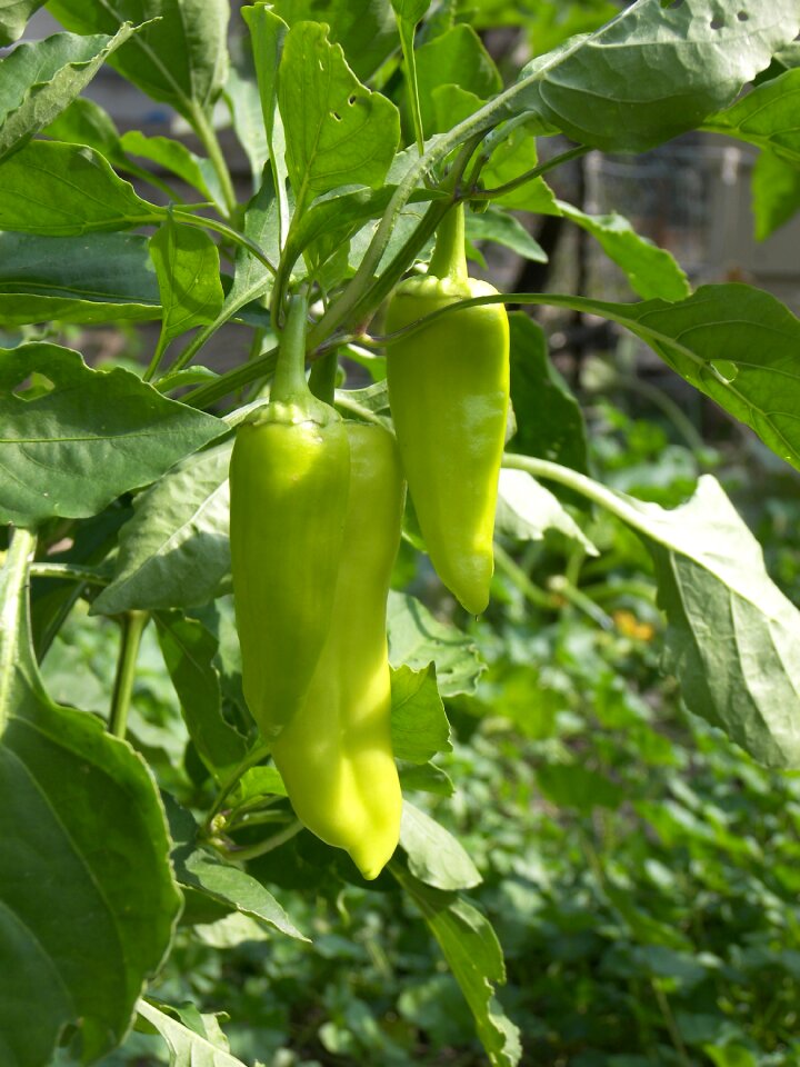 Food green vegetable