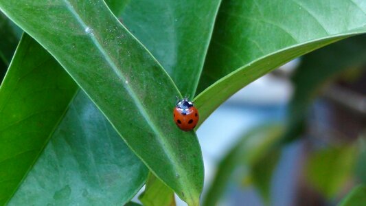 Insect leaf red photo