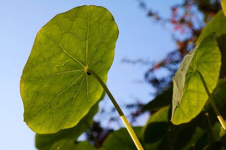 Sunlight structure insect