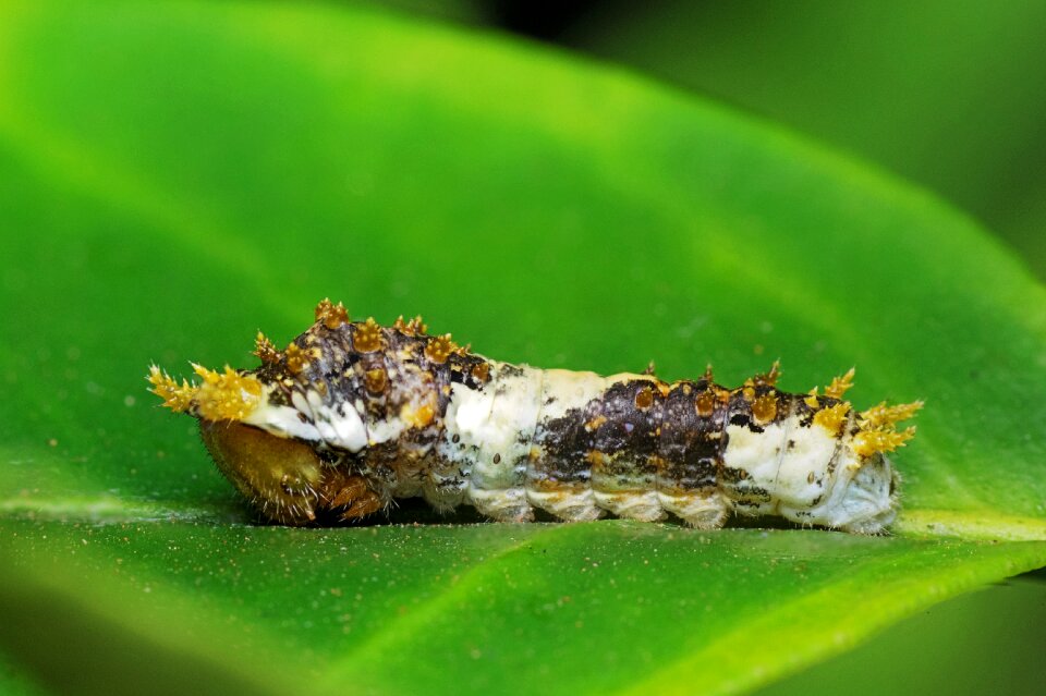 Nature wildlife