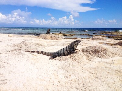 Creature lizard rock photo