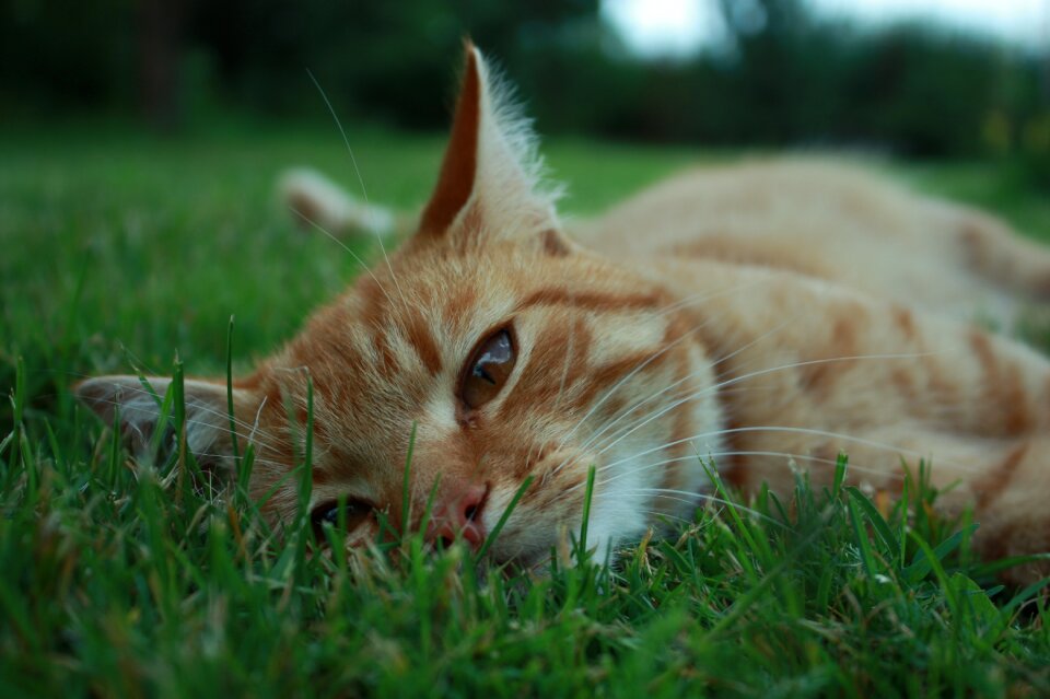 Pet laziness grass photo