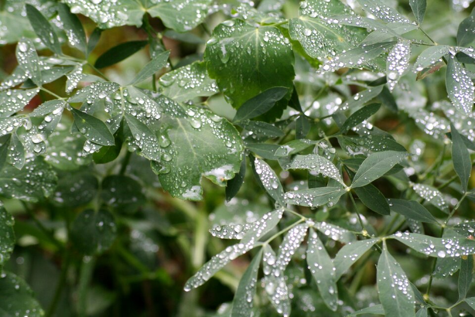 Leaves nature drop