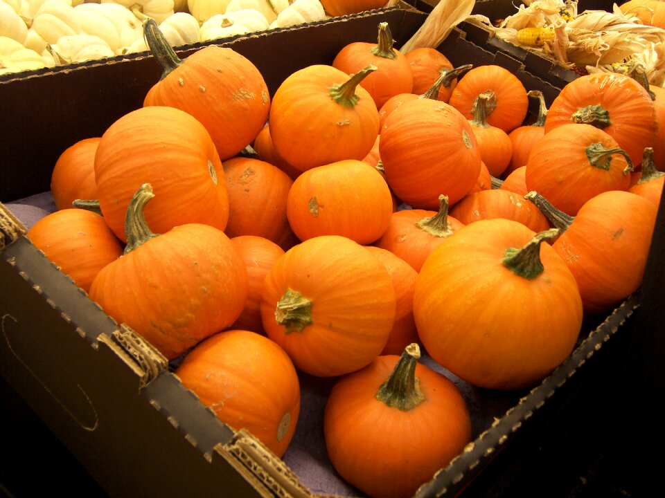 Vegetables orange harvest