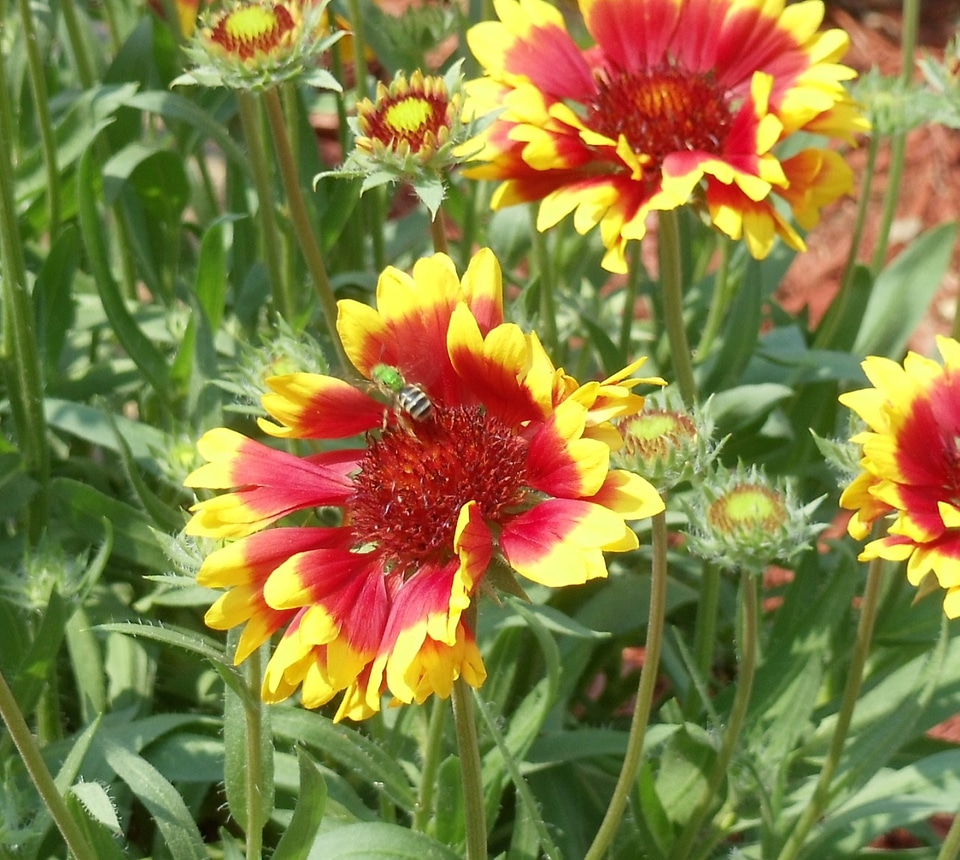 Pollinate floral plants