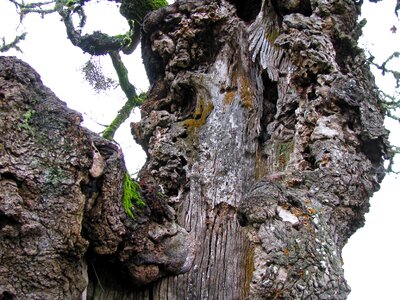 Bark trunk oregon white oak photo