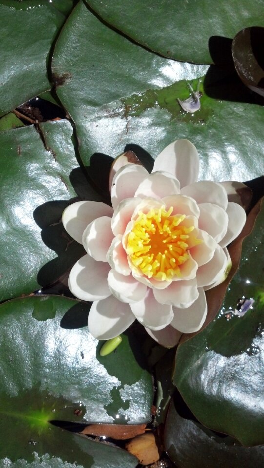 Lily pad flower