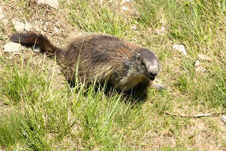 Marmot animal creature