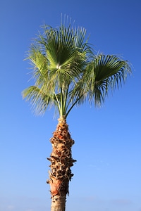Leaf nature palm