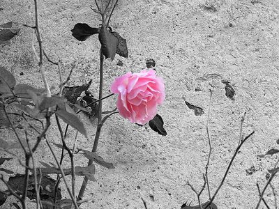 Black and white flower pink roses photo