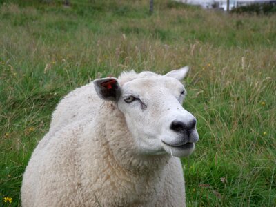 Sheep norway prato