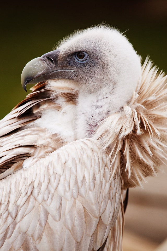 Feather feathers scavenger