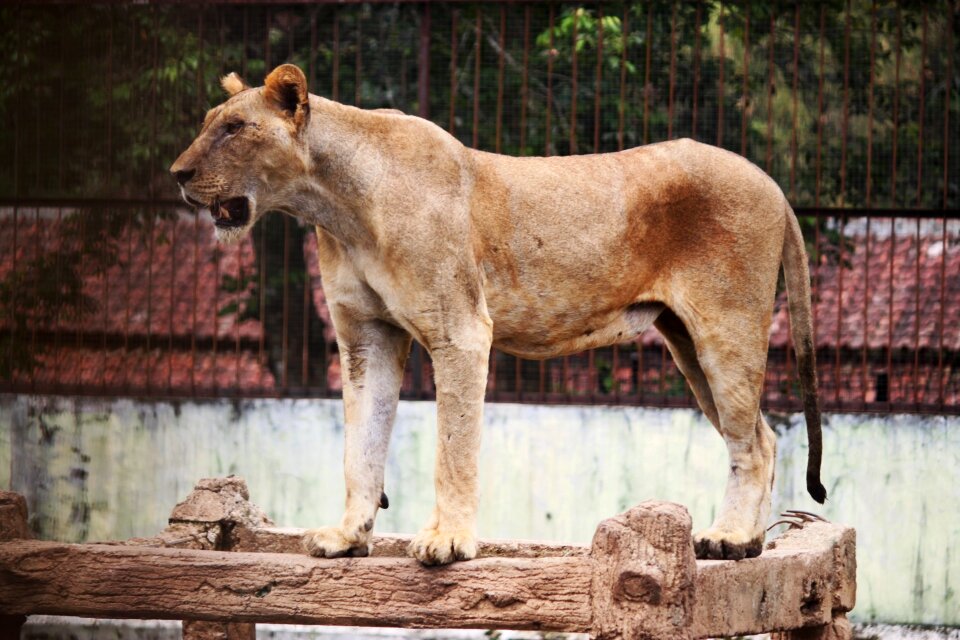 Beast animals king of the jungle