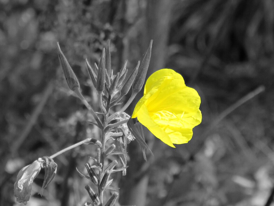 Flower yellow oenothera biennis