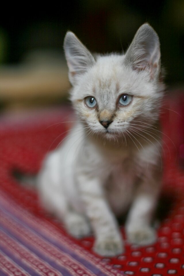 Pet feline kitten