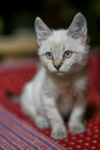 Pet feline kitten photo