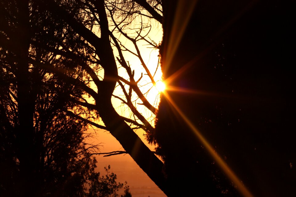 Sunset italy tree