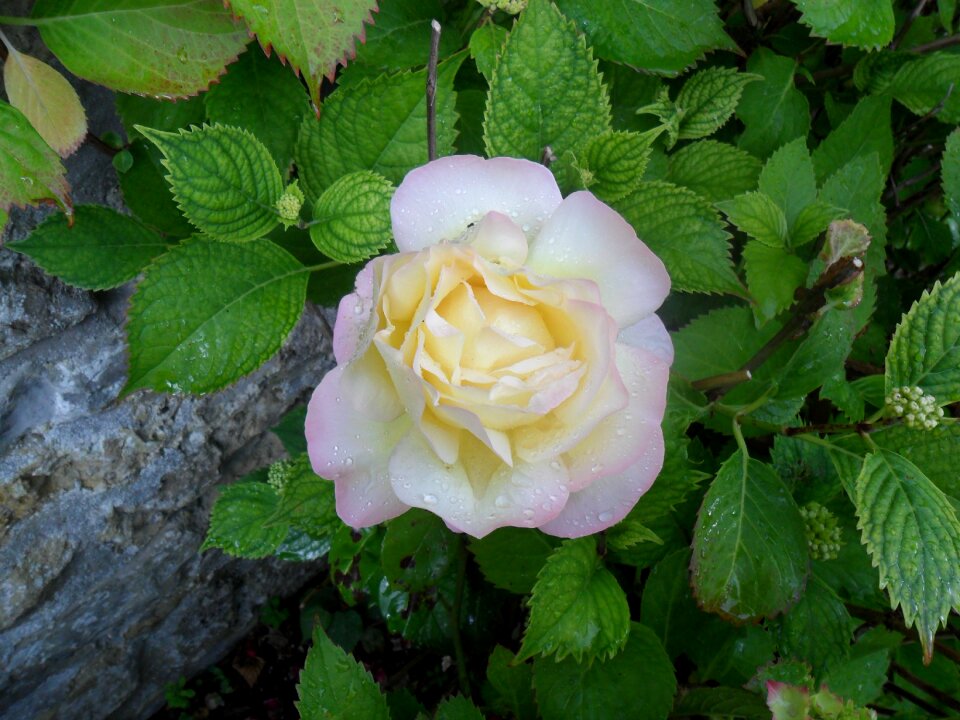 Blossom garden flora petal