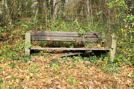 Seat bench forest photo