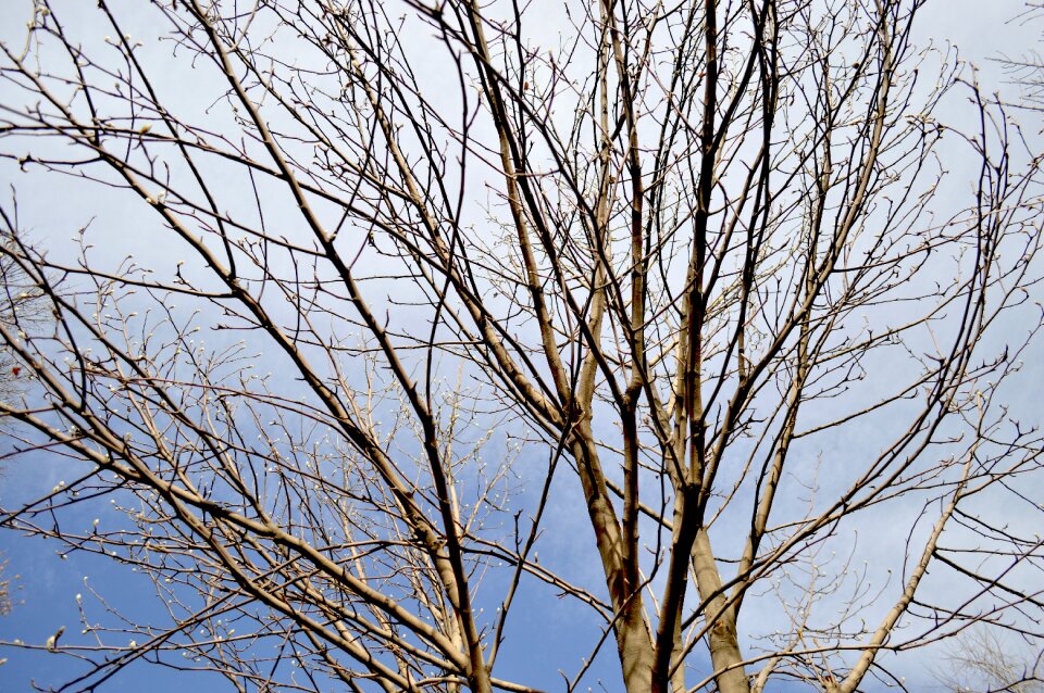 Pattern landscape small fresh