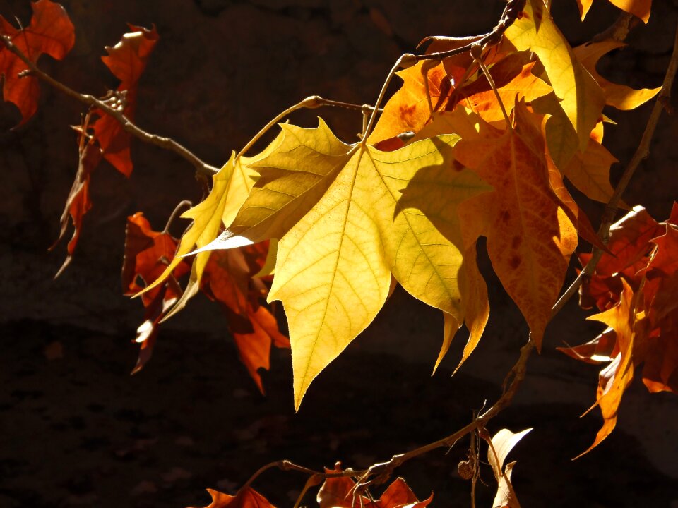 Autumn expires yellow