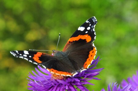 Purple flower colorful insect