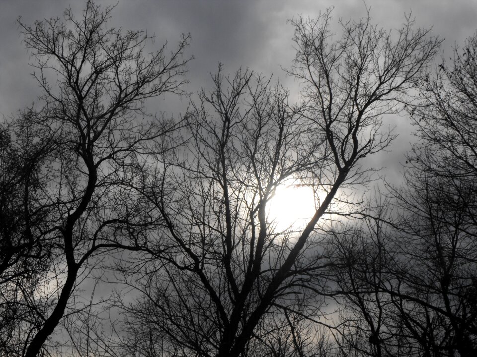 Bare trees silhouette