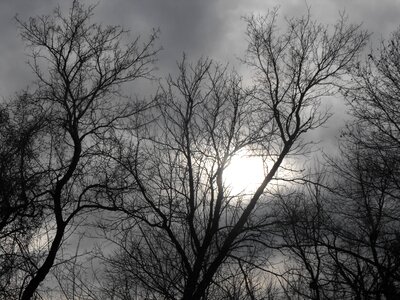 Bare trees silhouette