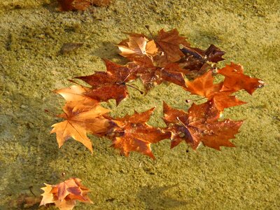 Of water autumn leaves golden autumn