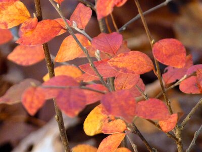 Colorful plant bush photo