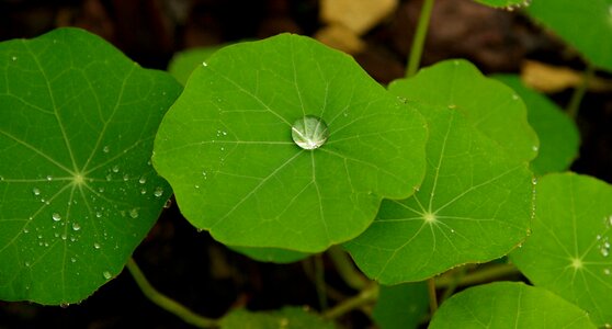 Drops of water green rain