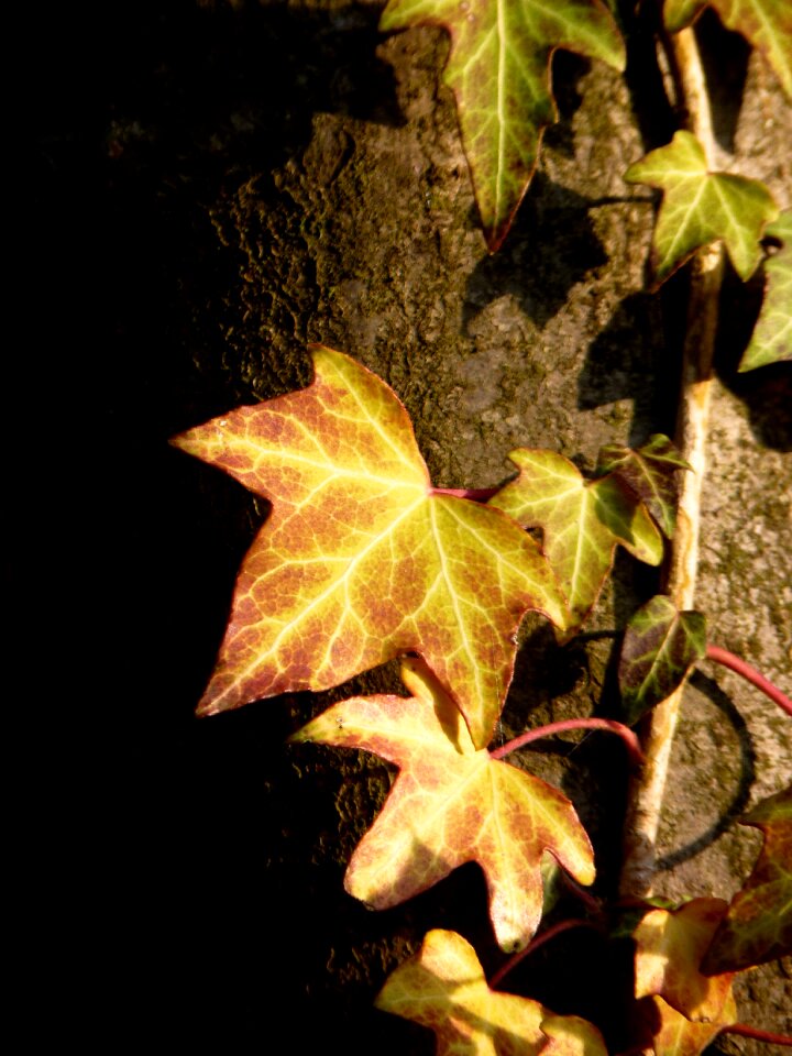 Entwine ivy leaf leaf